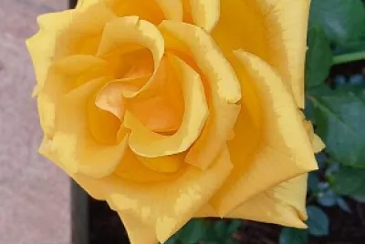rosa amarela