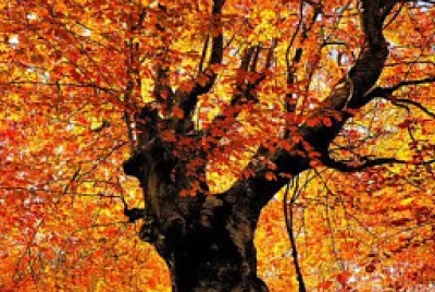 Árbol