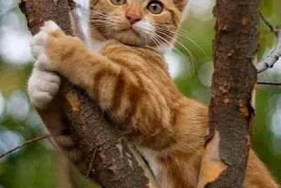 gato jigsaw puzzle
