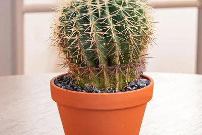 Cactus