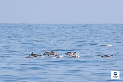 Aux larges d 'Hendaye