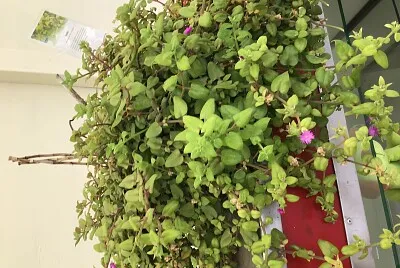 Planta