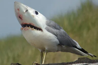 Shark Seagull