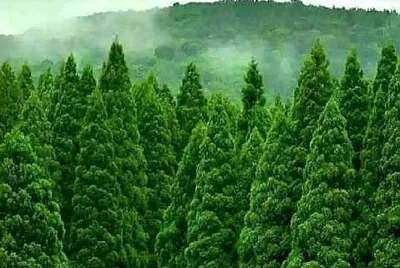 Nature jigsaw puzzle