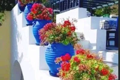 Flores