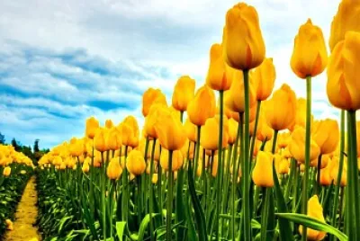 tulip jigsaw puzzle