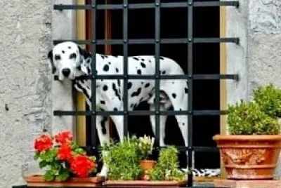 Perro