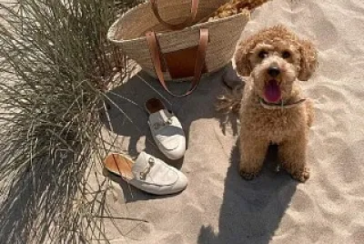 Perro