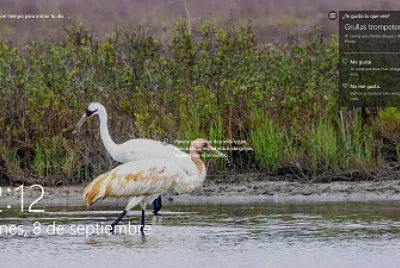 grulla trompetera jigsaw puzzle