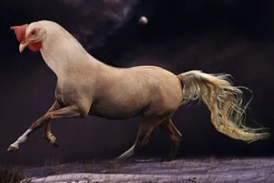Horse Chicken