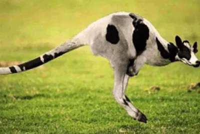 Kangaroo Cow