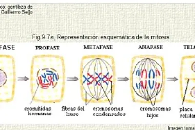 La Mitosis y sus Fases