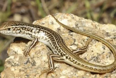 Animal