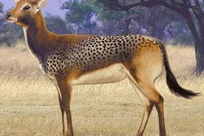 Cheetah Antelope Wilda