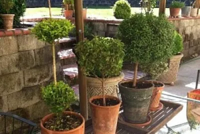 jardín