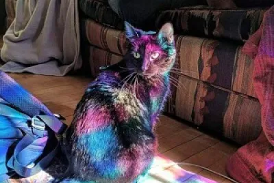 cat jigsaw puzzle