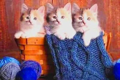 gato