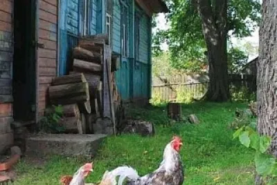 animales