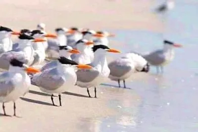 animales