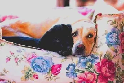 perro