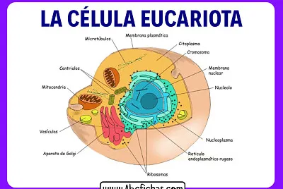 Celula Eucariota jigsaw puzzle