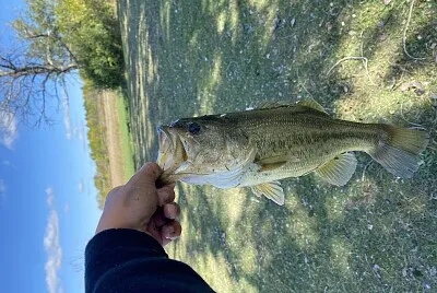 bass