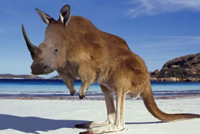 Rhino Kangaroo