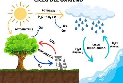 Ciclo del Oxigeno