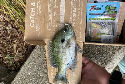 bluegill
