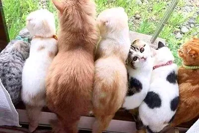 gato