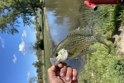 Crappie