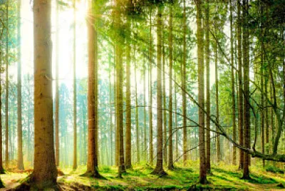 paisaje jigsaw puzzle