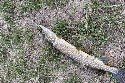 Pike