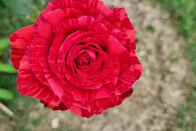 Flor