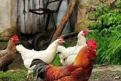 animales