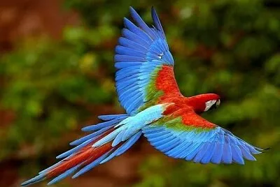 Arara Azul