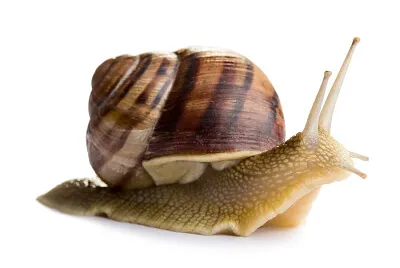 חילזון