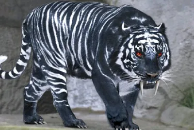 Tiger Lion