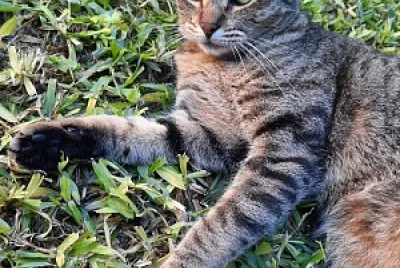 tina cat jigsaw puzzle