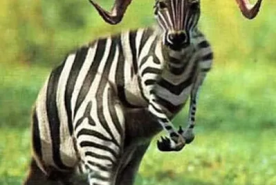 Zebra Kanga Ram