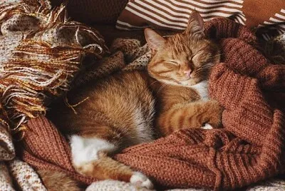 Gato