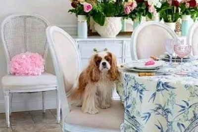 perro