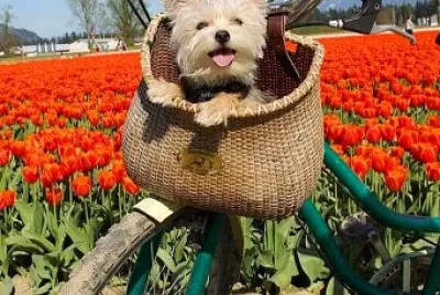 perro