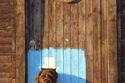 perro