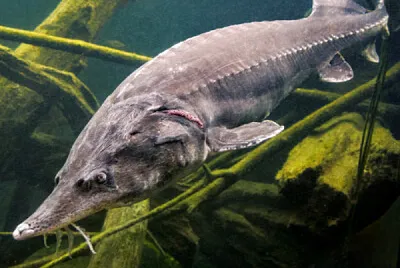 Esturion beluga de Bulgaria
