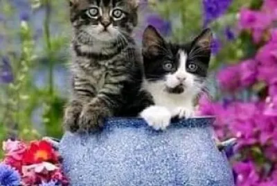 gato