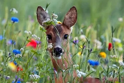 animales