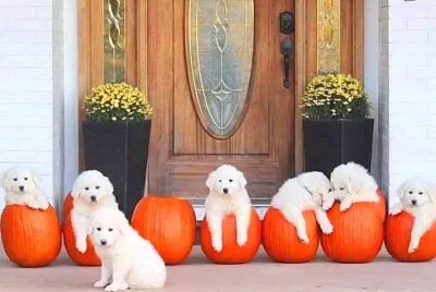 perro