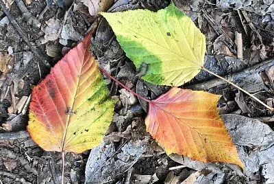 Colourful autumn leaves