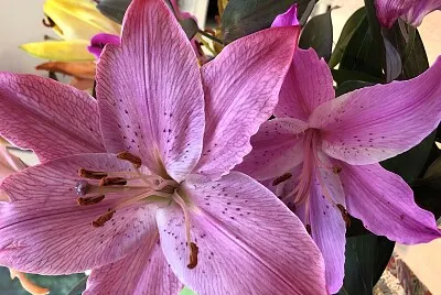 Pink lily flower